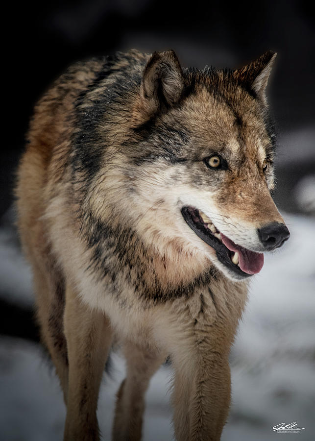 Grey Wolf #2 Photograph by Joe Polecheck - Fine Art America