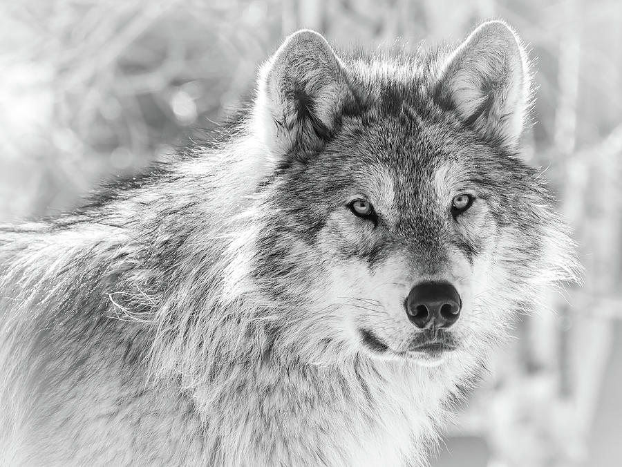 Grey Wolf Alpha Male Photograph