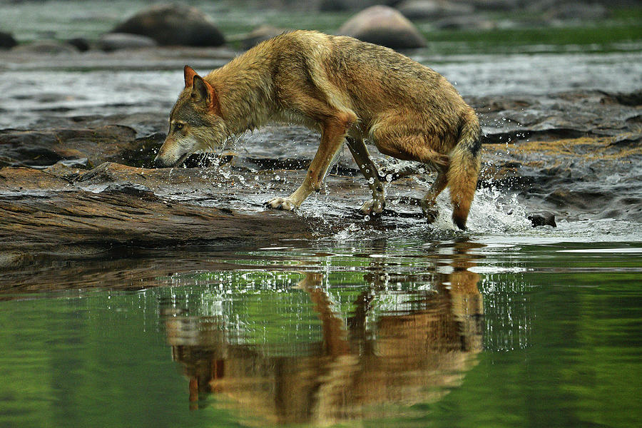 Grey Wolf Exiting River Photograph by Dean Hueber - Fine Art America