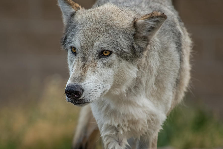 Grey Wolf Eyes Photograph by Yeates Photography