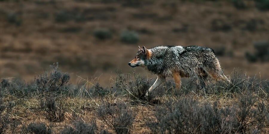 Grey Wolf Photograph by Gary Langley - Fine Art America