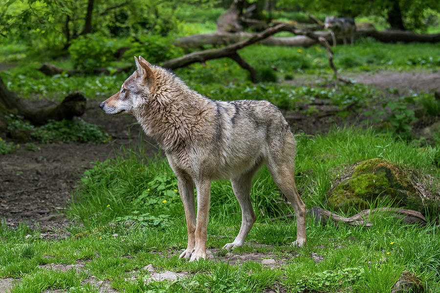 Grey Wolf in Woodland Photograph by Arterra Picture Library