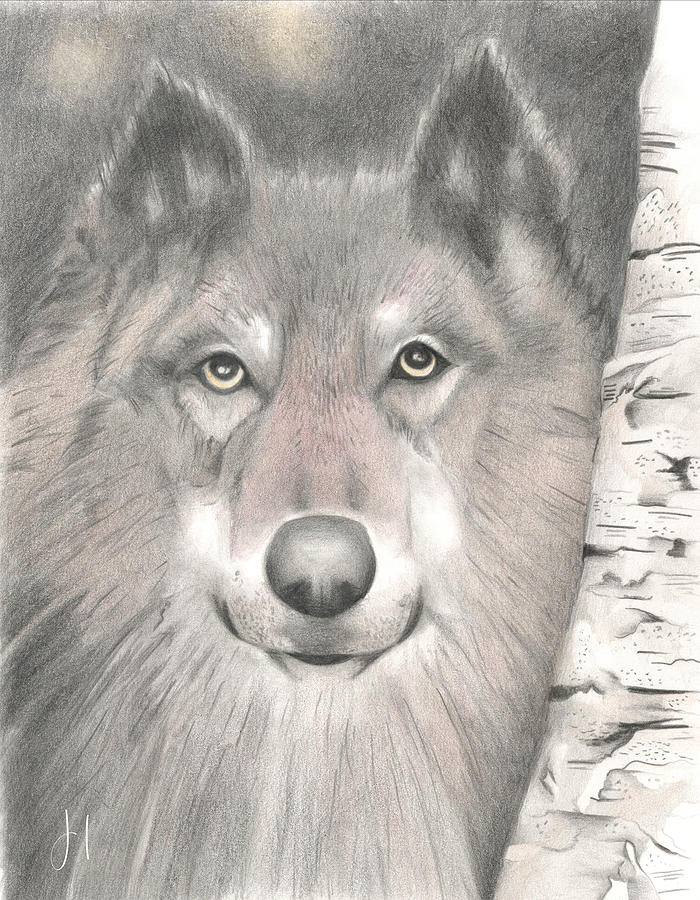 Grey Wolf Drawing by Judy Imeson