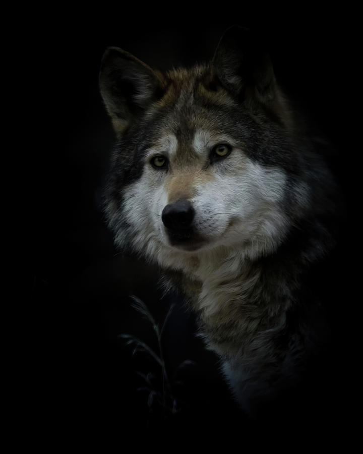 Grey Wolf Portrait Photograph by Ernest Echols