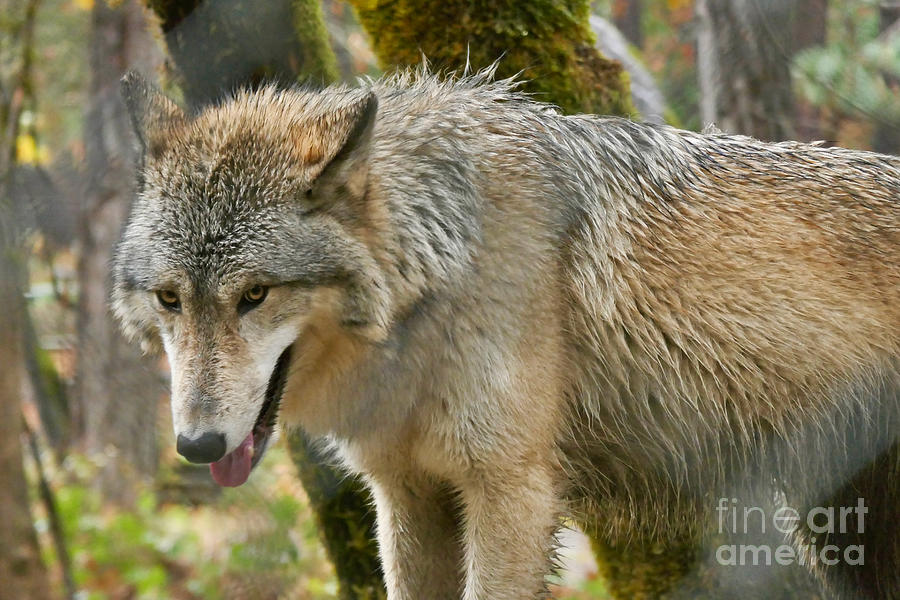 Grey Wolf Photograph