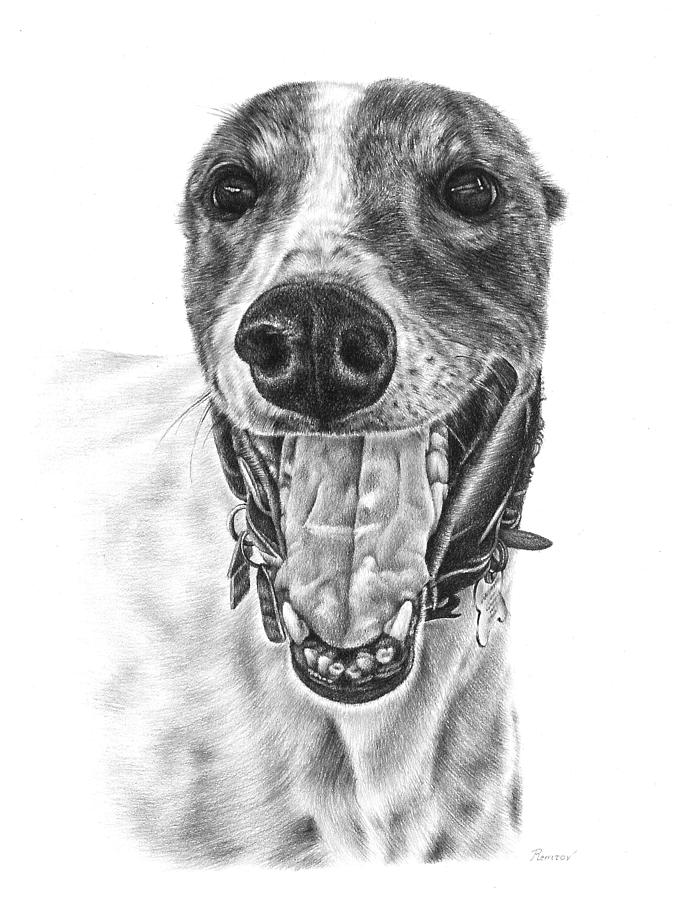 Greyhound Drawing by Casey Remrov Vormer