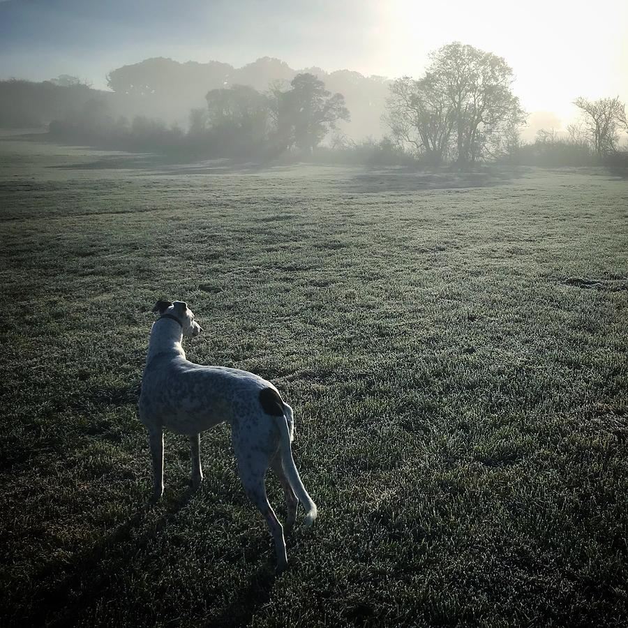 Greyhound in the mist Photograph by Chris Clark
