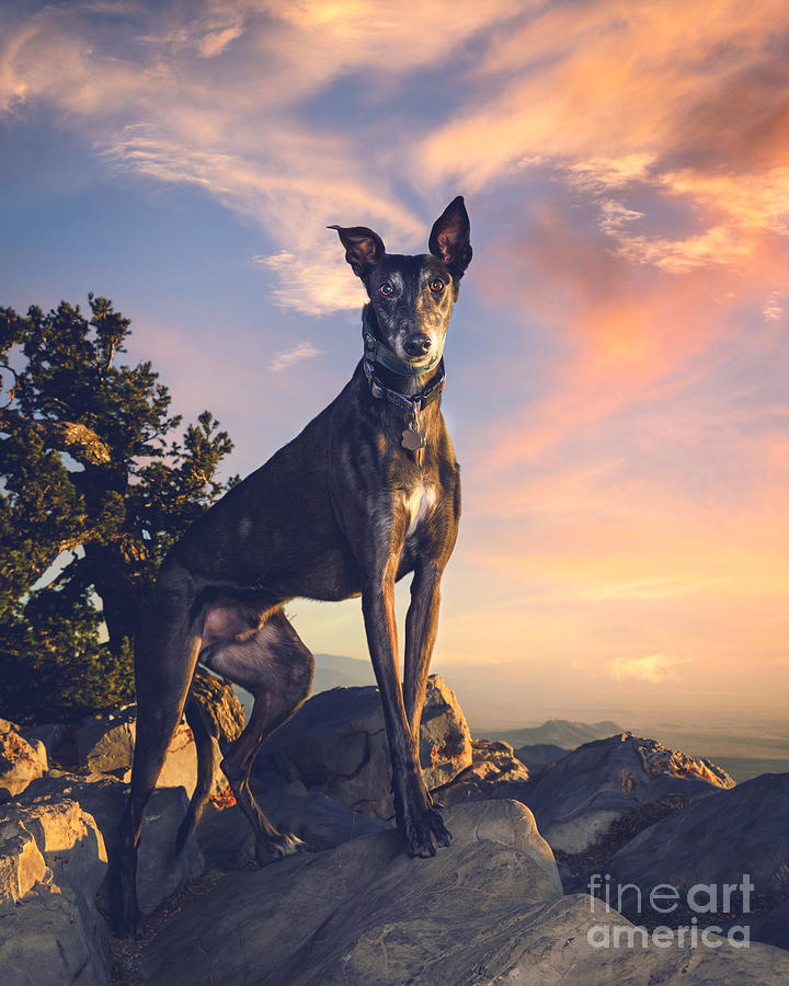 Sunset Photograph - Greyhound Sandia Peak by Travis Patenaude