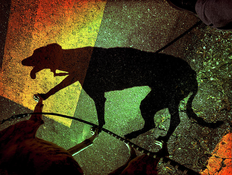 Greyhound Shadow Photograph by Craig Brewer Fine Art America