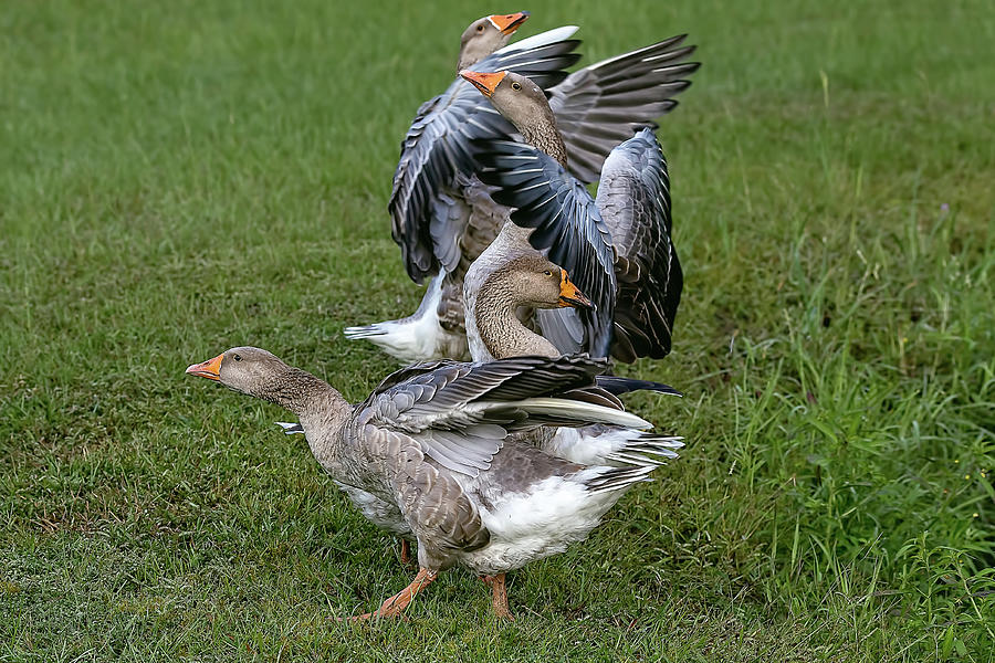 Nature Photograph - Greylag Geese 2 by Steve Rich