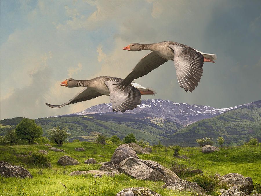 Return of the Greylag Geese  Digital Art by Spadecaller
