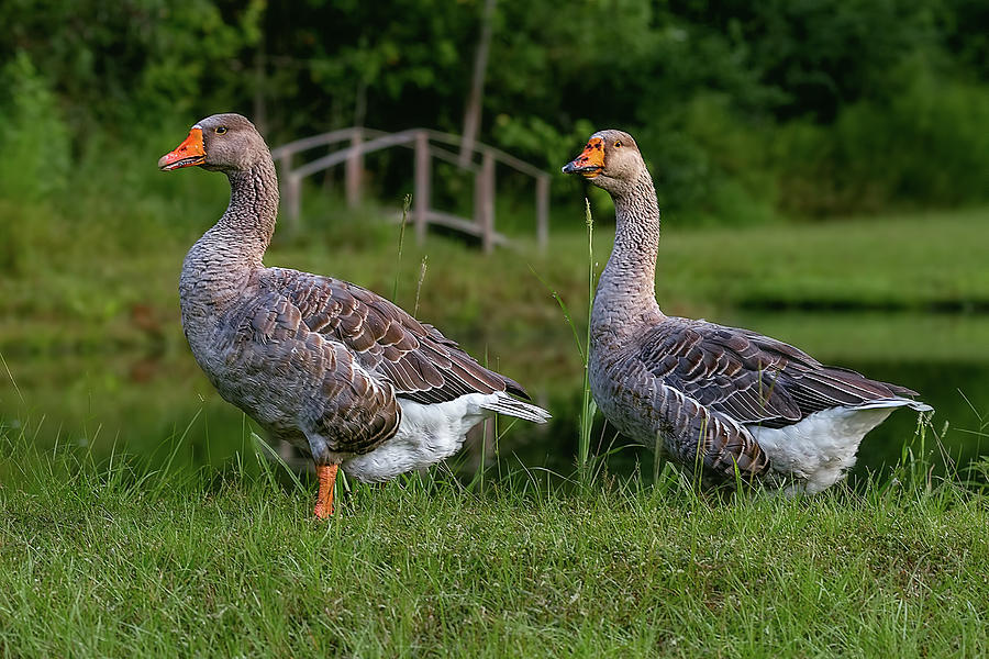 Nature Photograph - Greylag Geese by Steve Rich