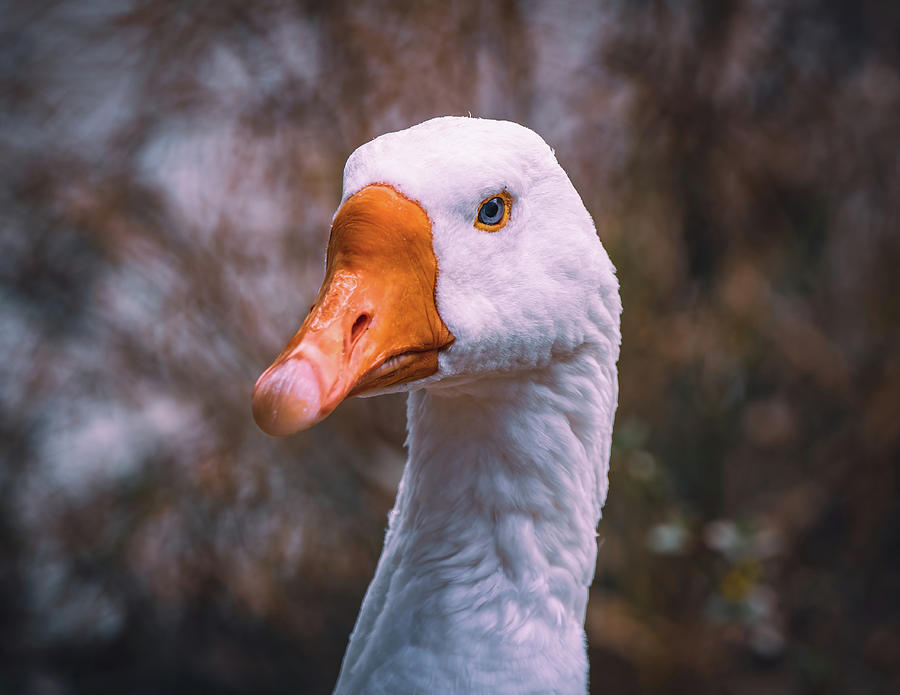 Greylag Goose Portrait Photograph by Chad Meyer - Fine Art America