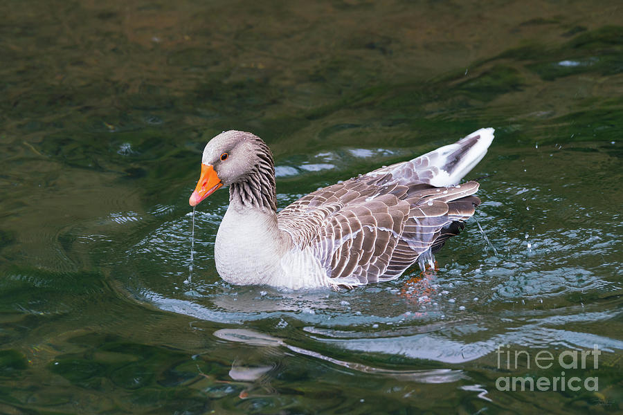 Greylag Goose Showing Off Photograph by Jennifer White