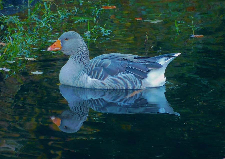 - Greylag Goose Photograph by THERESA Nye