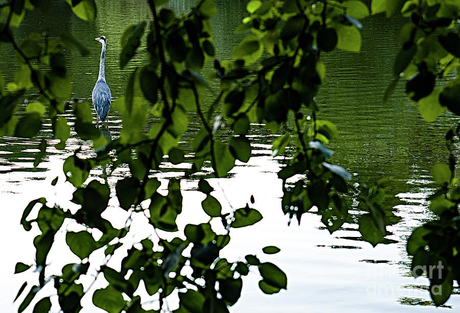 The Grey Heron In The Buttes-chaumont  Park. Photograph