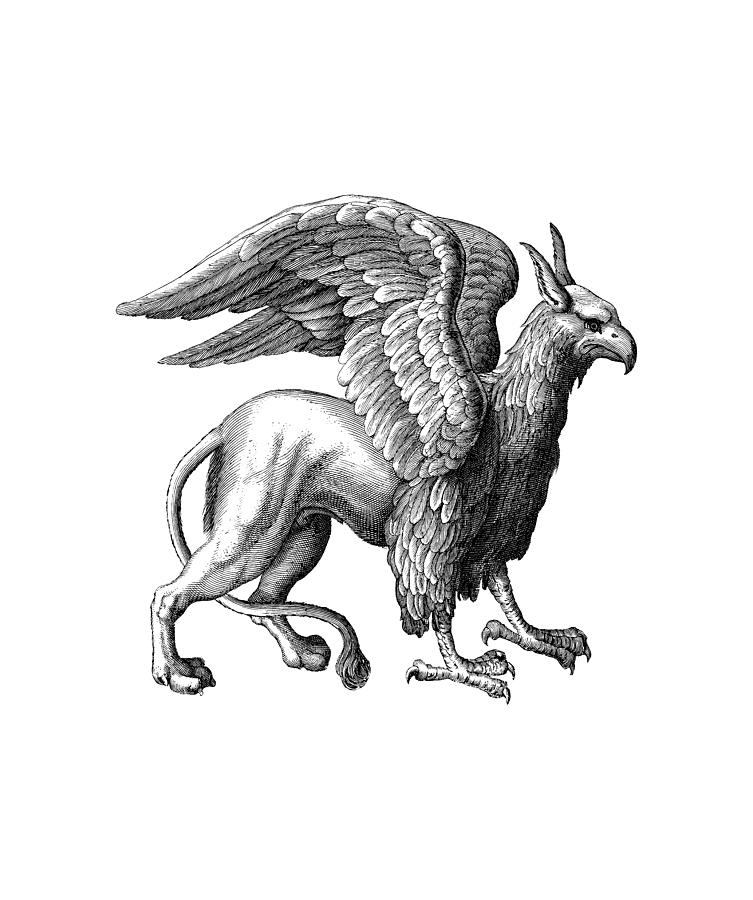 GRIFFIN engraving. Digital Art by Tom Hill Fine Art America