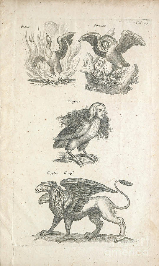 Griffin John Jonston 1603-1675 Drawing by Historic illustrations