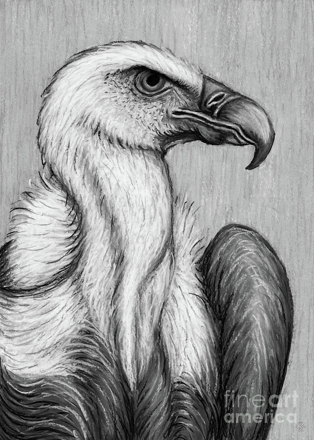 Griffon Vulture. Black and White Drawing by Amy E Fraser