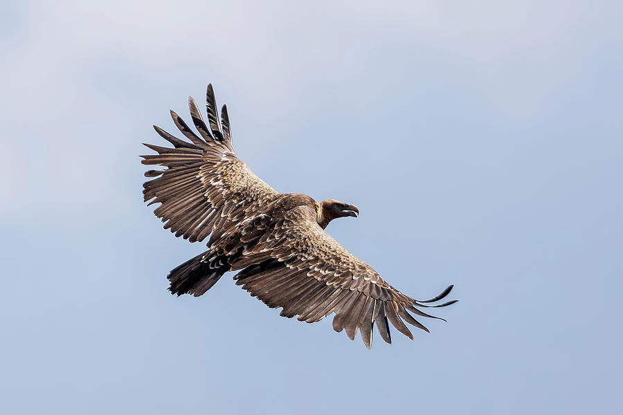 Griffon Vulture In Flight Against Sky Photograph By Artush Foto