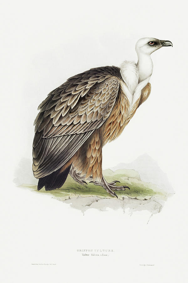 John Gould Drawing - Griffon Vulture by John Gould