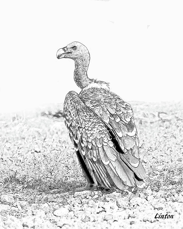 Griffon Vulture Digital Art by Larry Linton