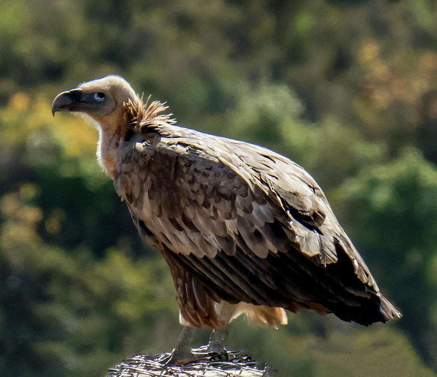 Griffon Vulture Photograph by William Bitman