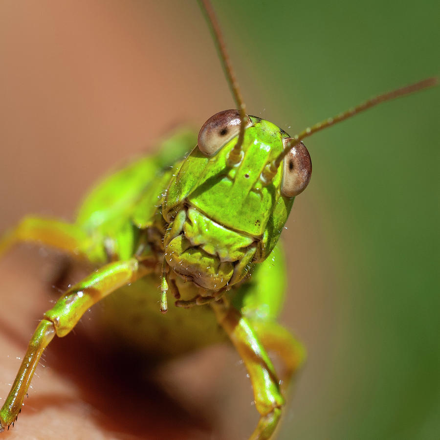 Green Cricket. Close Up Photograph