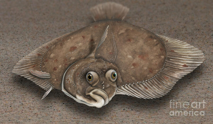 Countenance of a flat fish, a flounder, Platichthys flesus Painting by Urft Valley Art