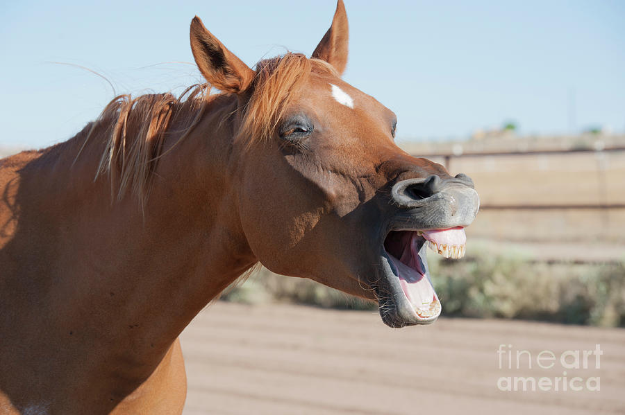 Grinning Arabian Horse Photograph by Jody Miller