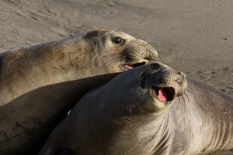 Grinning Elephant Seals  Photograph by Kathleen Bishop