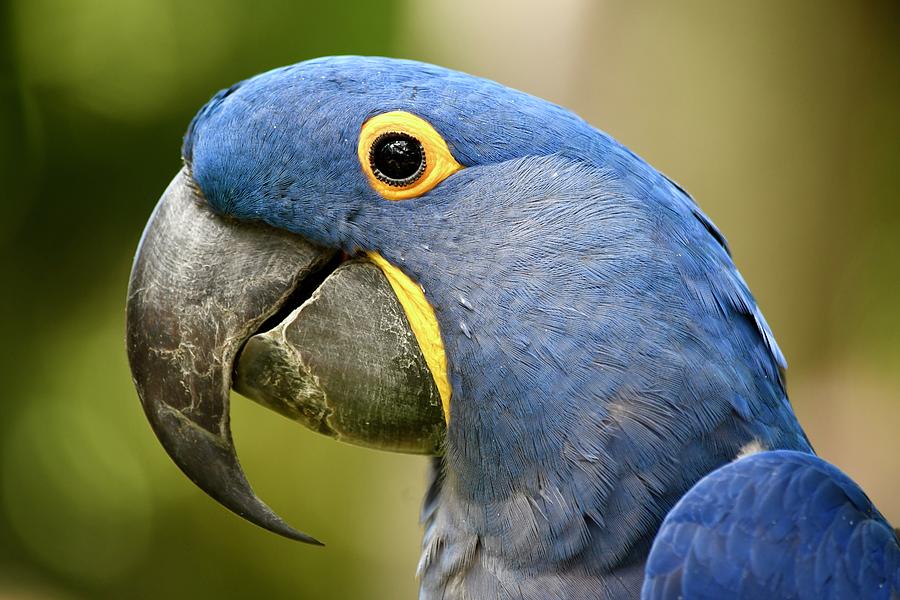 Grinning Hyacinth Macaw Photograph by Richard Bryce and Family