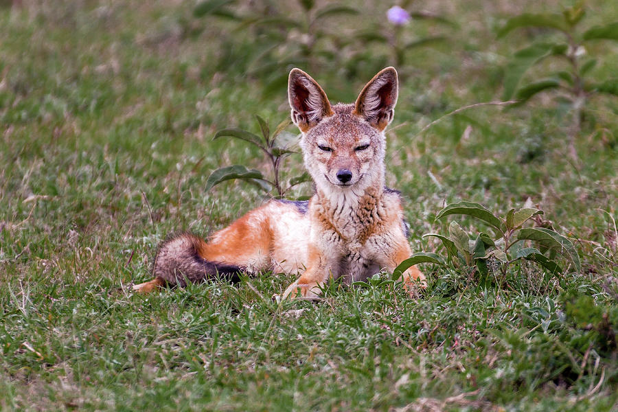 Grinning Jackal Photograph by Eric Albright | Fine Art America