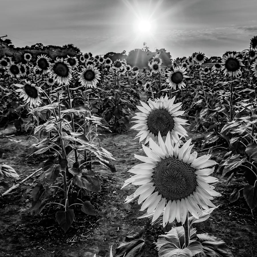 Grinter Farm Of Sunflowers In Black And White Photograph