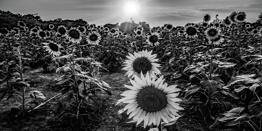 Grinter Sunflower Farm In Lawrence Kansas Panorama - Black and White ...