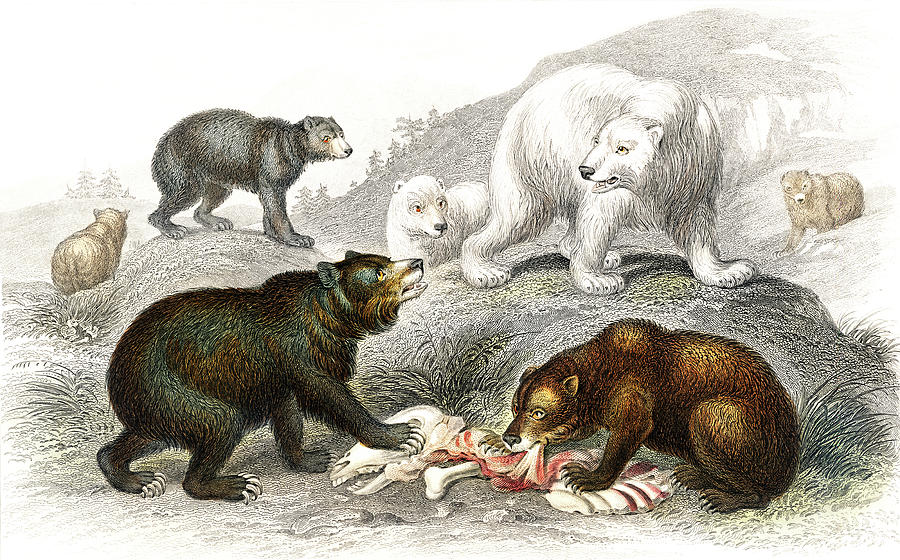 Grisly Bear, European Brown Bear ,american Black Bear, Polar Bear Drawing