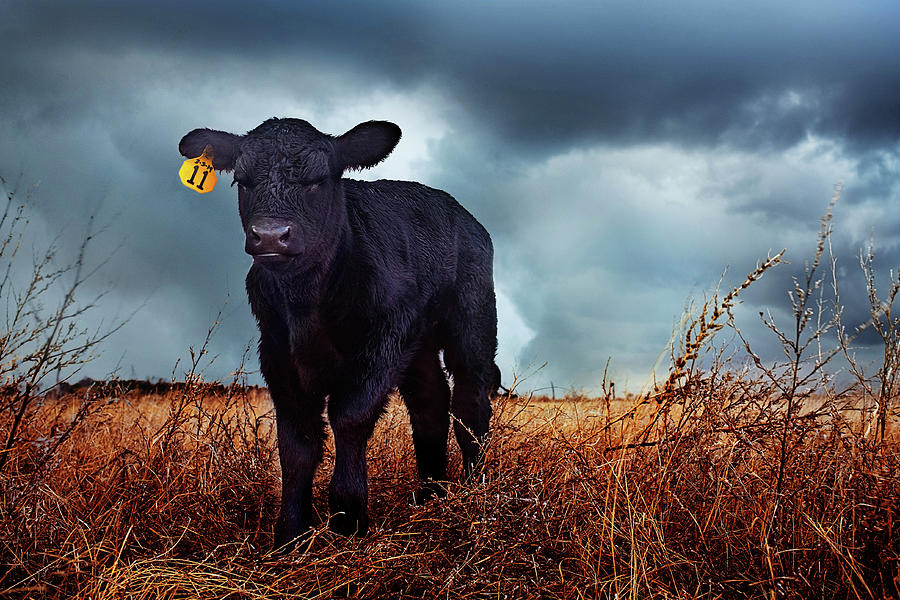Calf Photograph - Grit by Thomas Zimmerman