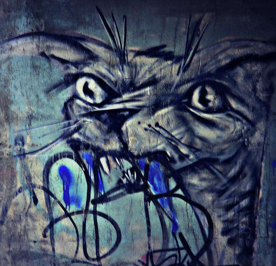 Gritty Angry Cat Photograph by Cyryn Fyrcyd