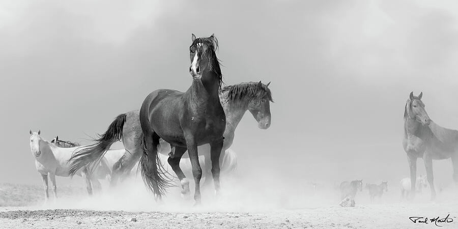 Gritty October Stallions Photograph by Paul Martin