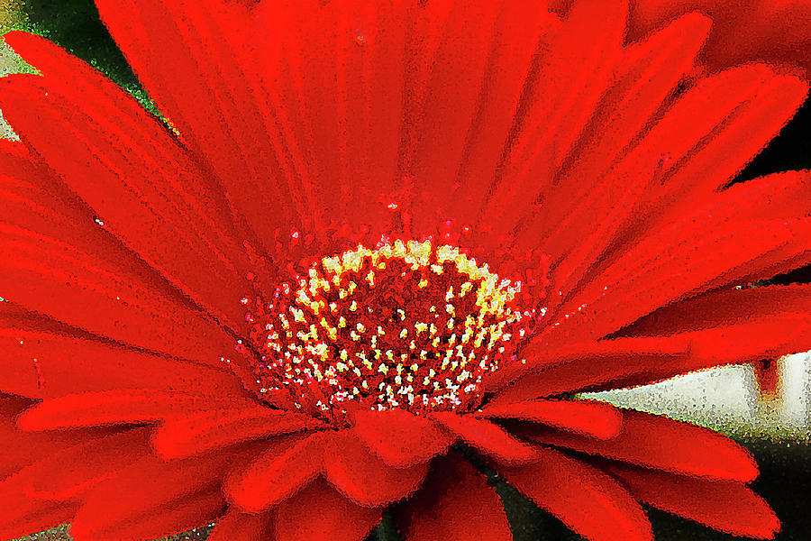 Daisy Photograph - Gritty Red Bloom by Simone Hester