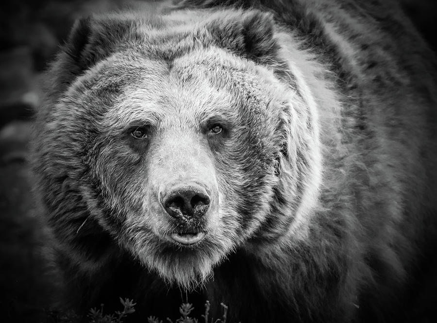 Griz In Your Face Photograph by Athena Mckinzie - Fine Art America