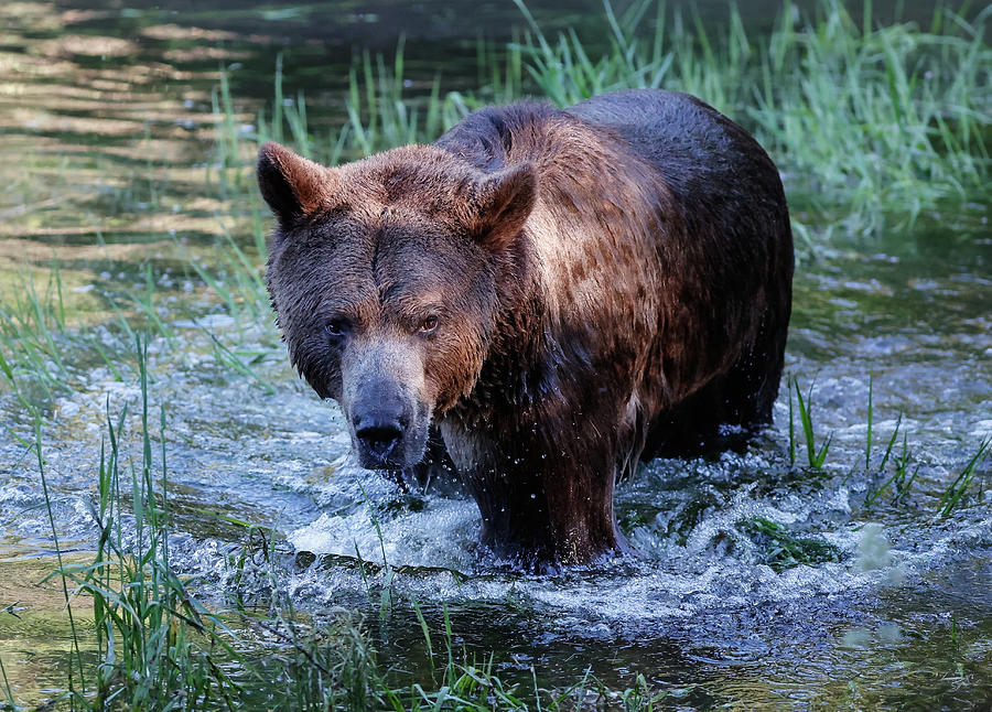 Griz Wading Through The Water Photograph