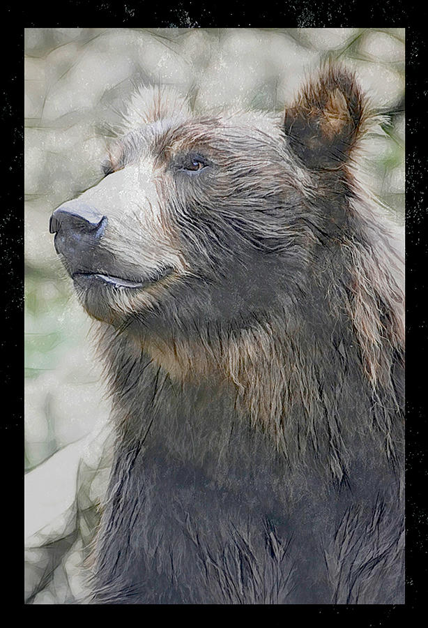 Grizzley Bear Digital Art by Steven Parker