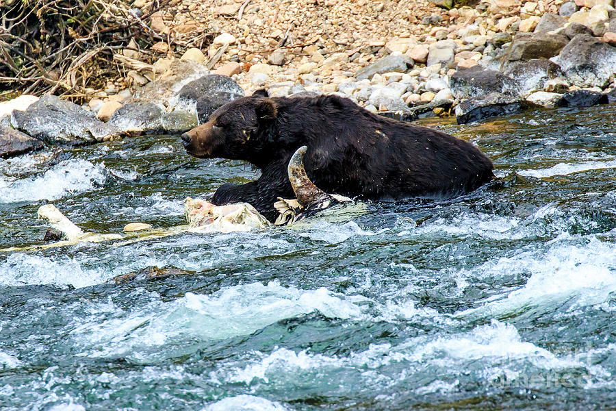 Grizzly Bear Lamar River Photograph by Ben Graham