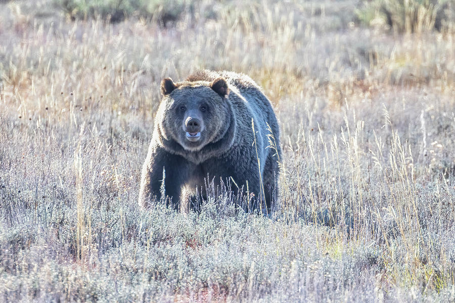 Grizzly 1063 in the Afternoon Photograph by Belinda Greb