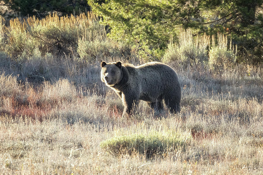 Grizzly 1063, Late Afternoon in Fall 2023 Photograph by Belinda Greb