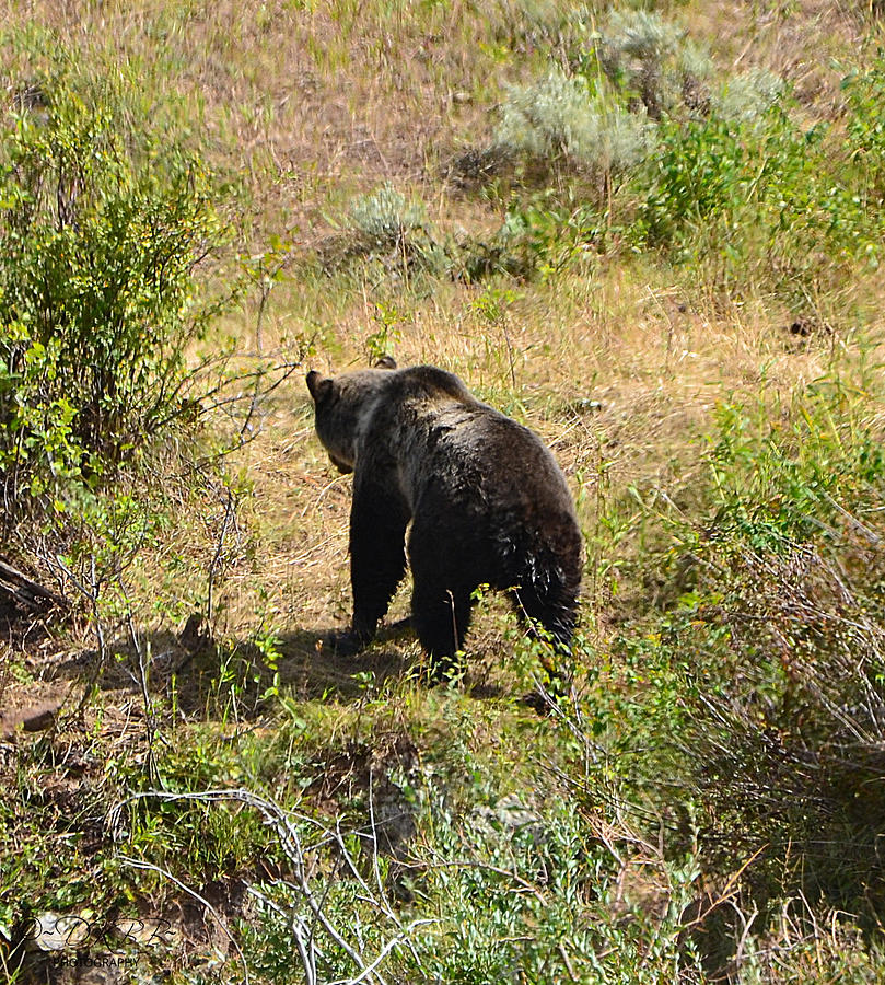 Grizzly #3 Photograph by Dorrene BrownButterfield