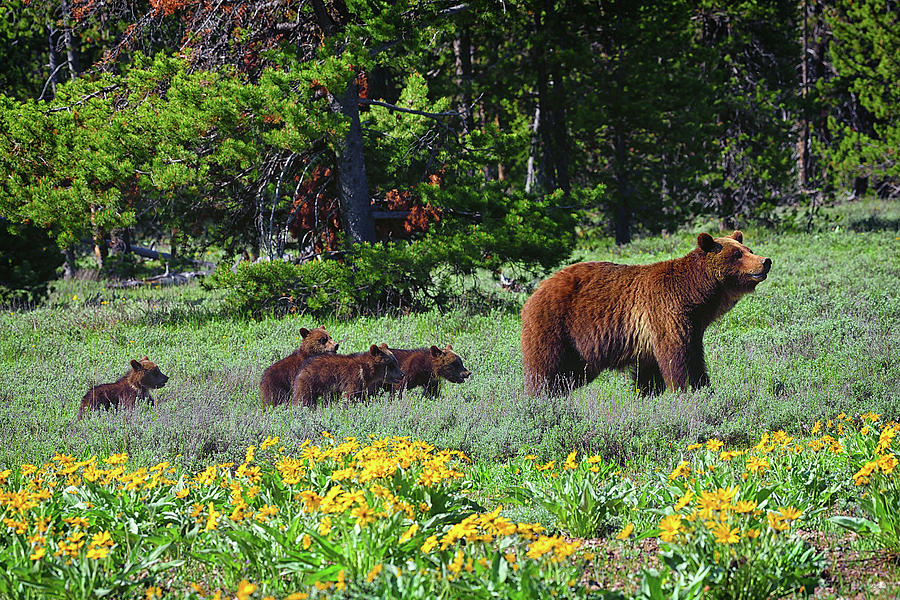 Grizzly 399 and Four Cubs Photograph by Greg Norrell