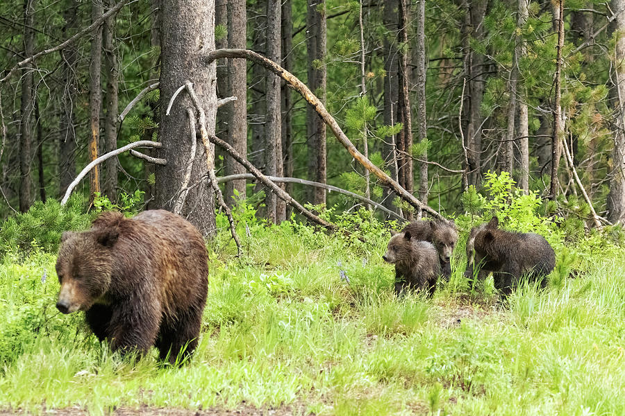 Grizzly 399 and her Family Photograph by Belinda Greb