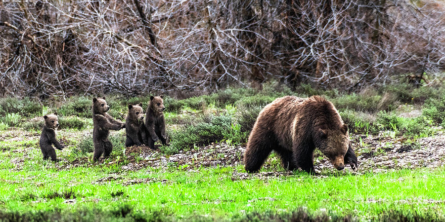Grizzly 399 And Quadruplets Photograph